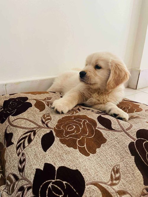 Golden Retriever For Sale In Hyderabad