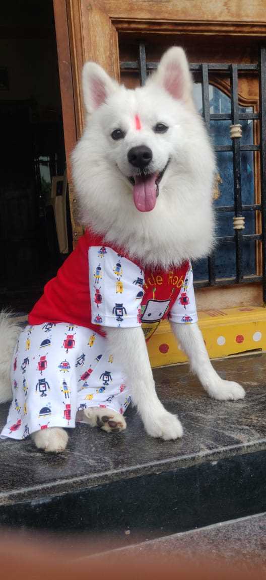 Pomeranian Dogs For Mating In Bangalore