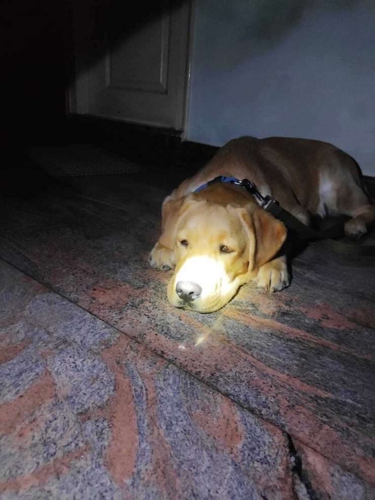 Labrador Retriever Dogs For Mating In Bangalore