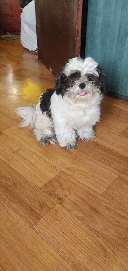 Shih Tzu Dogs For Mating In Chennai