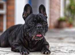 French Bulldog Dogs For Mating In Hyderabad
