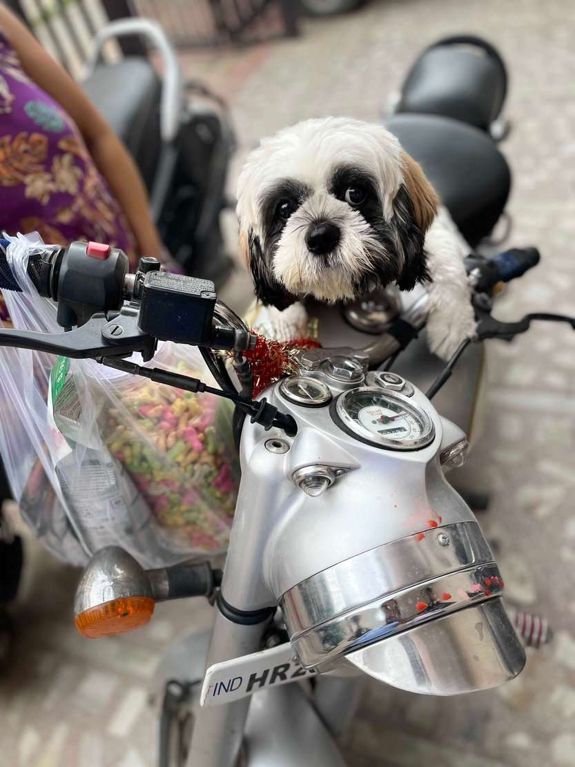 Shih Tzu For Adoption In Jaipur