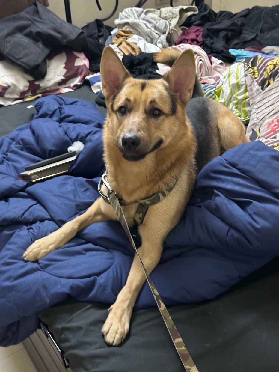 German Shepherd Dogs For Mating In Mumbai