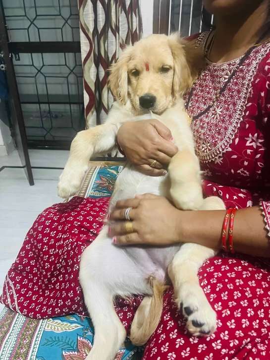 Golden Retriever For Adoption In Jaipur