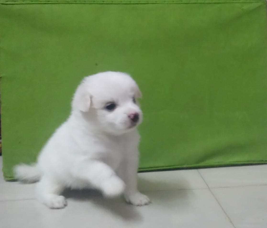 Pomeranian For Sale In Chennai
