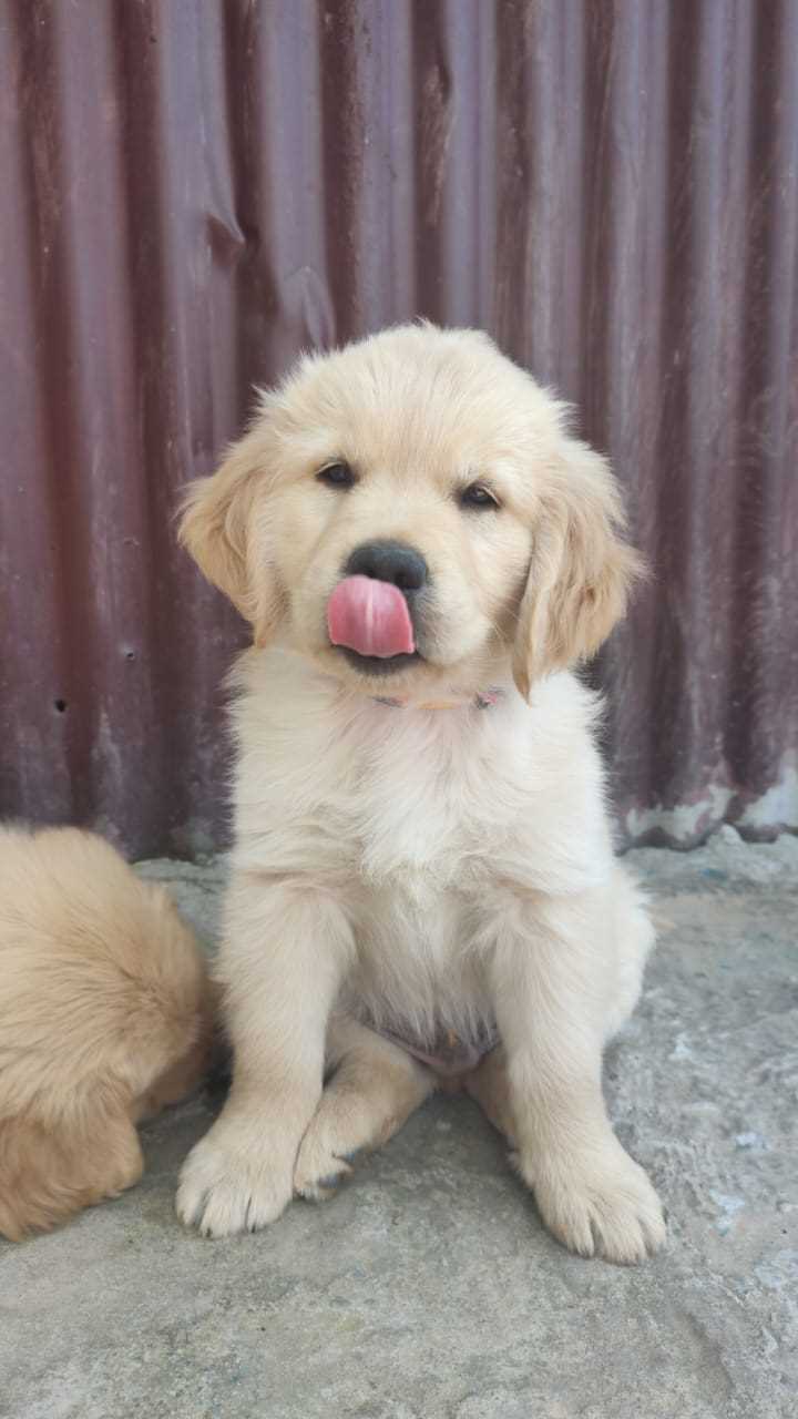 Golden Retriever For Sale In Delhi
