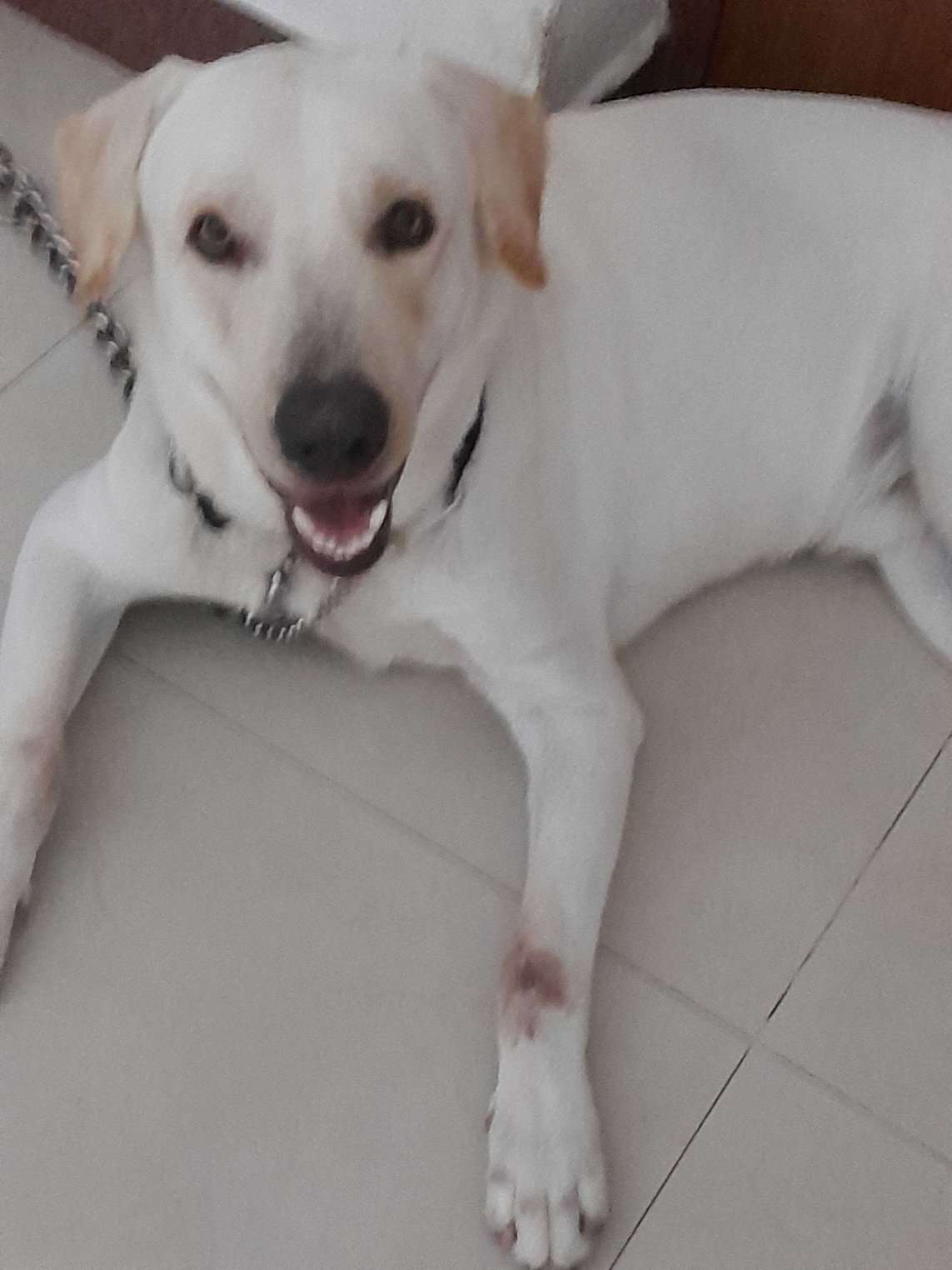 Labrador Retriever Dogs For  Mating In Coimbatore
