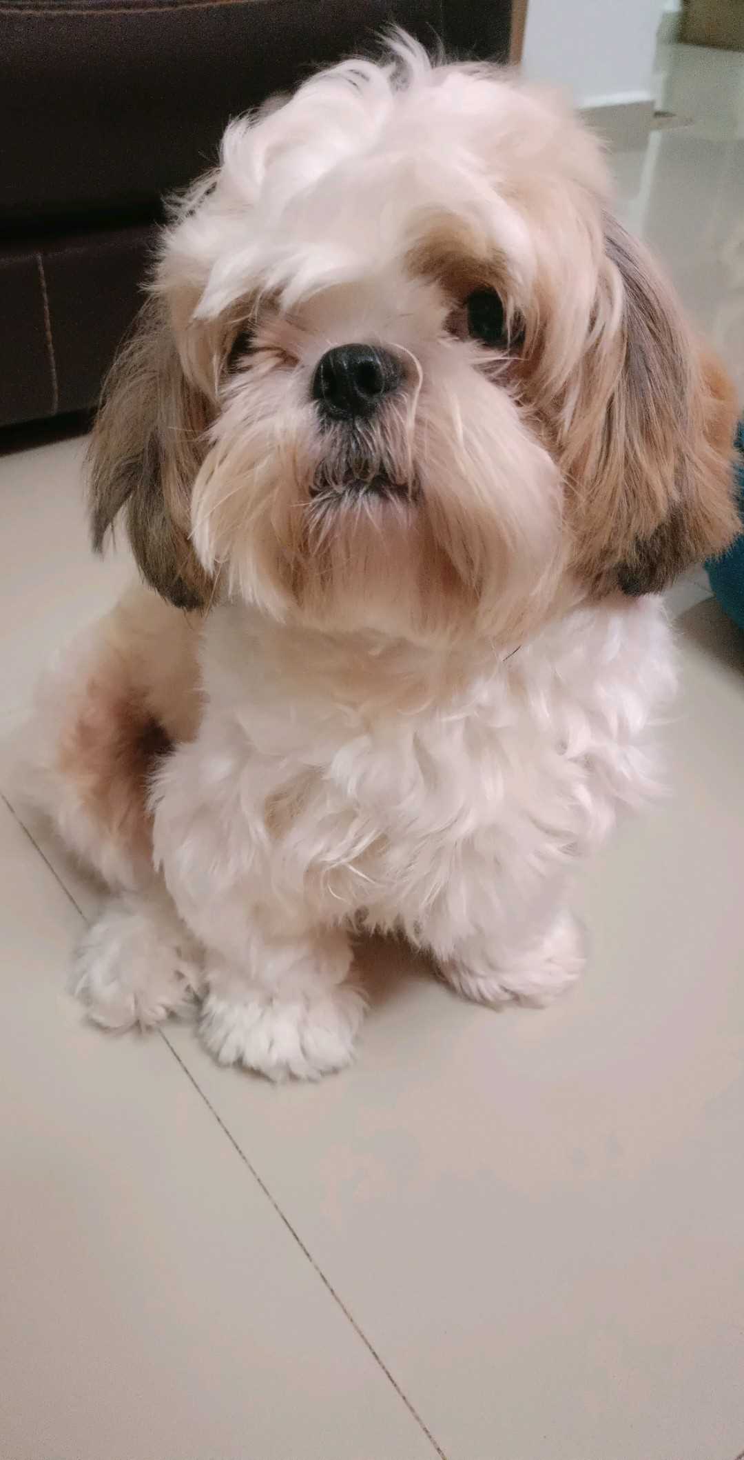 Shih Tzu Dogs For Mating In Chennai