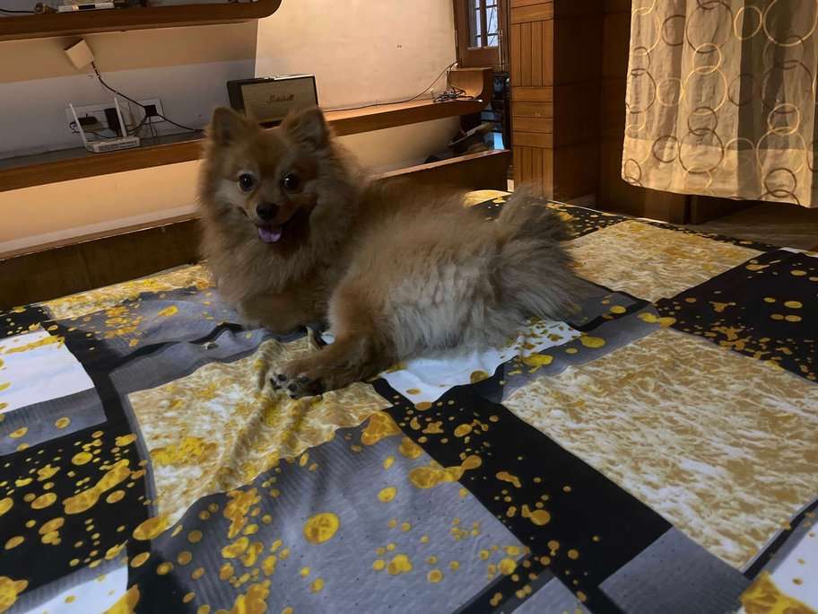 Pomeranian Dogs For Mating In Chandigarh