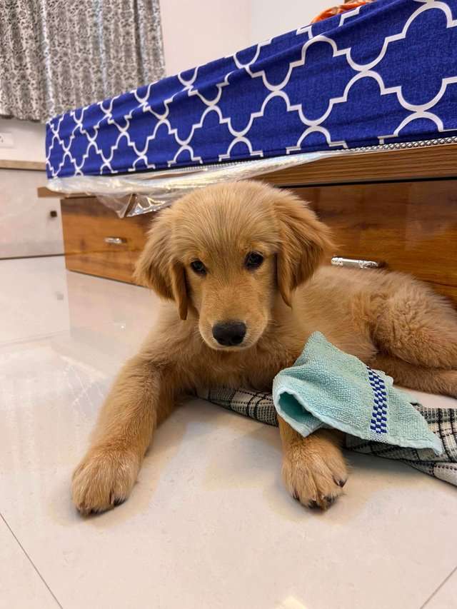 Golden Retriever For Sale In Hyderabad