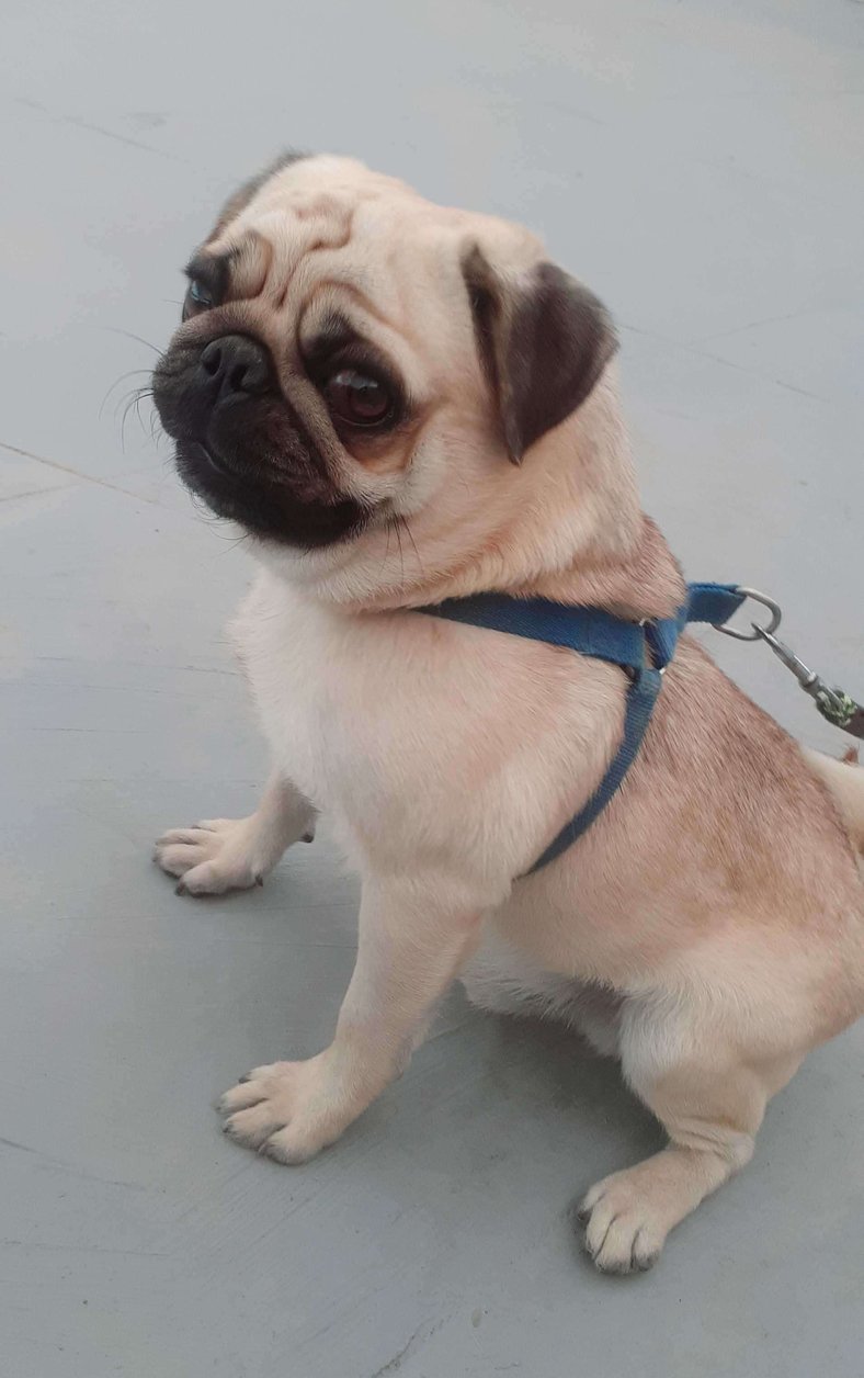 Pug Dogs For Mating In Bangalore