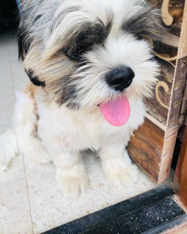 Shih Tzu Dogs For Mating In Guntur