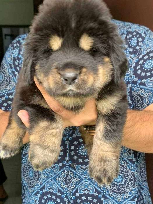 Himalayan mastiff deals dog price