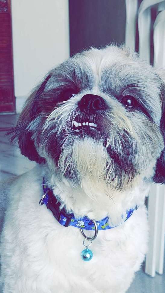 Shih Tzu Dogs For Mating In Visakhapatnam