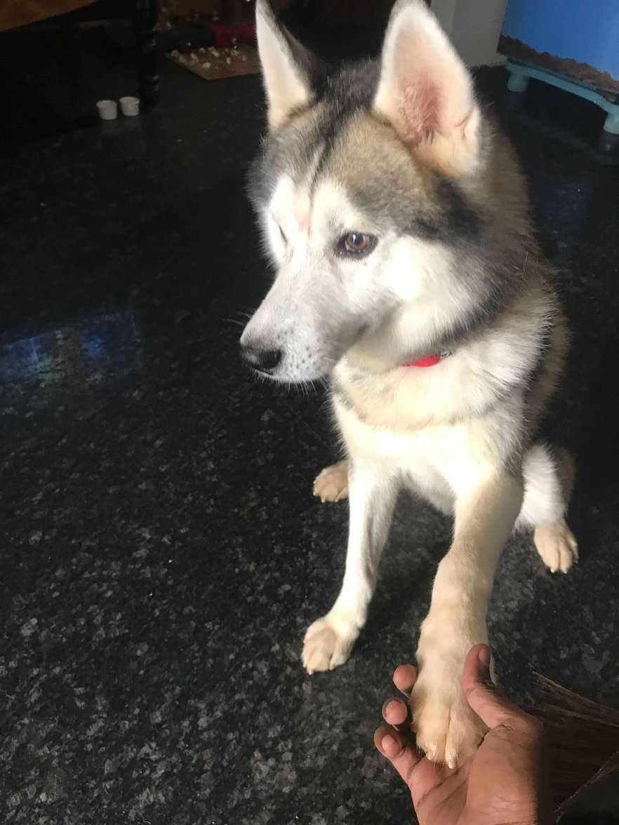 Siberian Husky Dogs For Mating In Bangalore