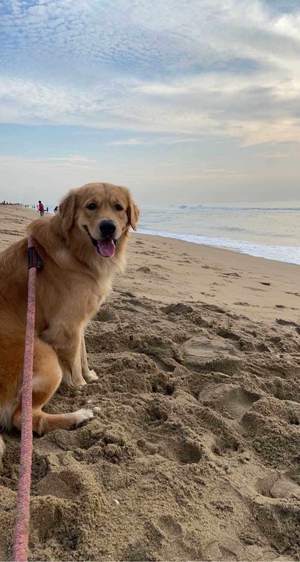 Golden Retriever Dogs For Mating In Chennai