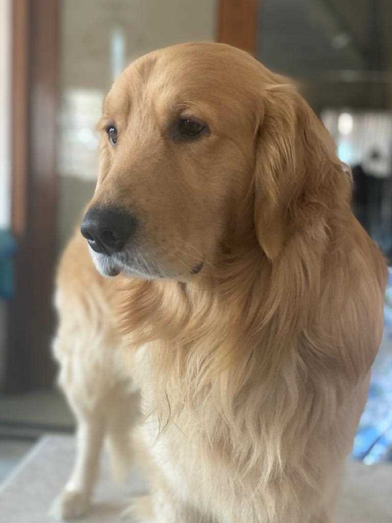 Golden Retriever Dogs For Mating In Gurgaon