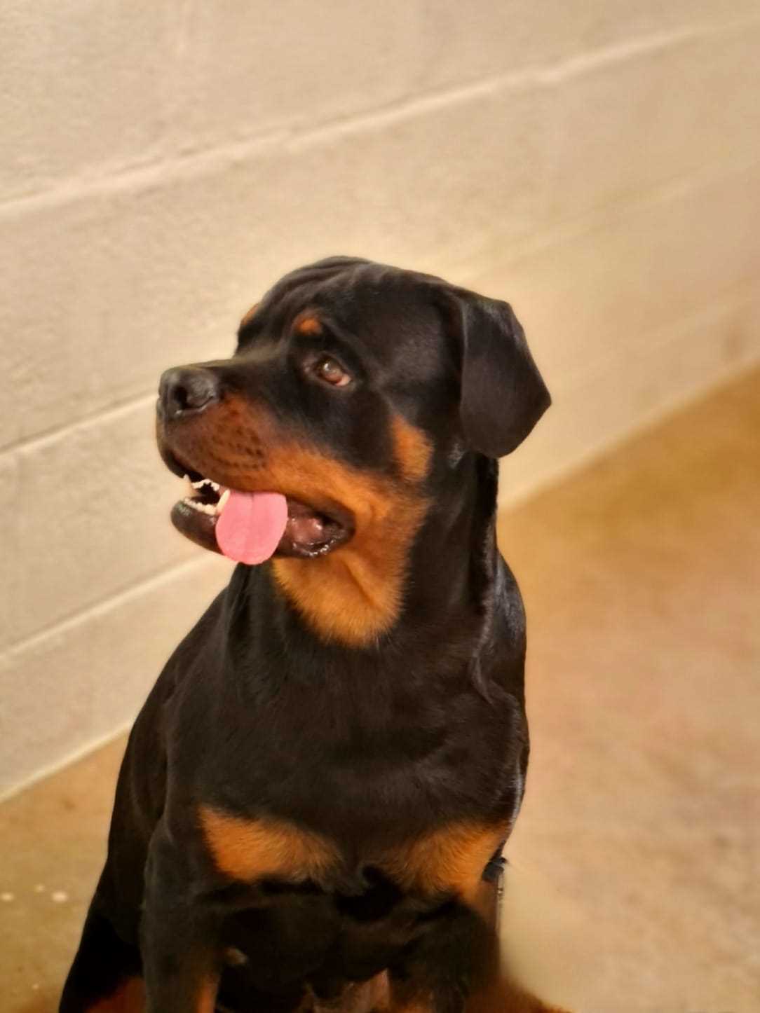 Rottweiler Dogs For Mating In Tiruchirappalli