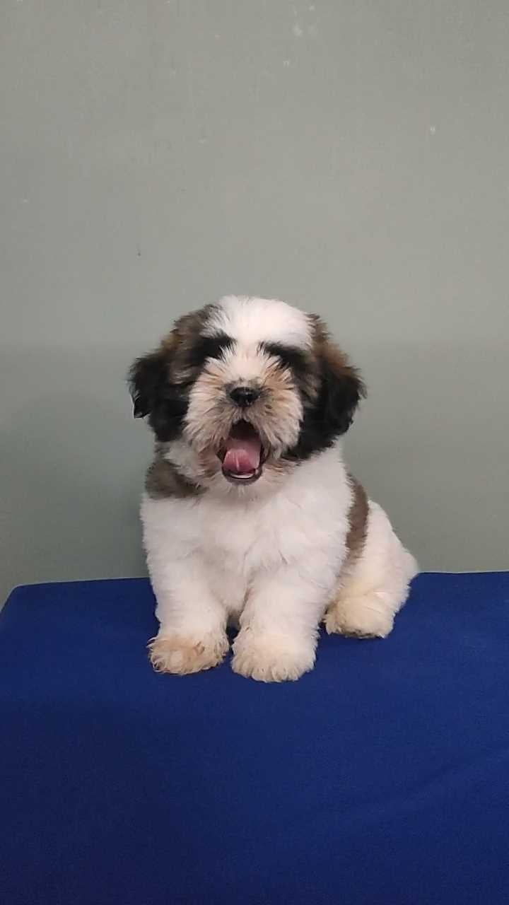 Shih Tzu For Sale In Hyderabad