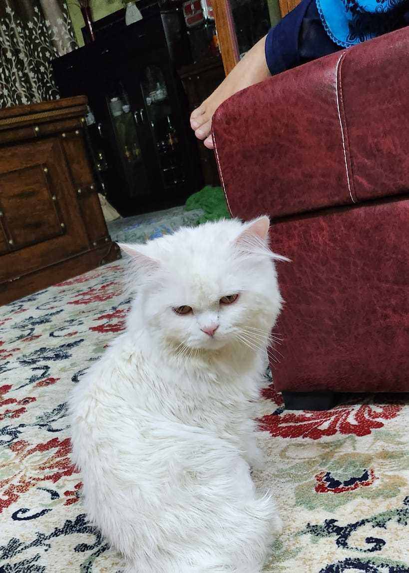 Persian For Adoption In Hyderabad
