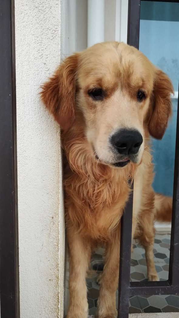 Golden Retriever For Adoption In Bangalore