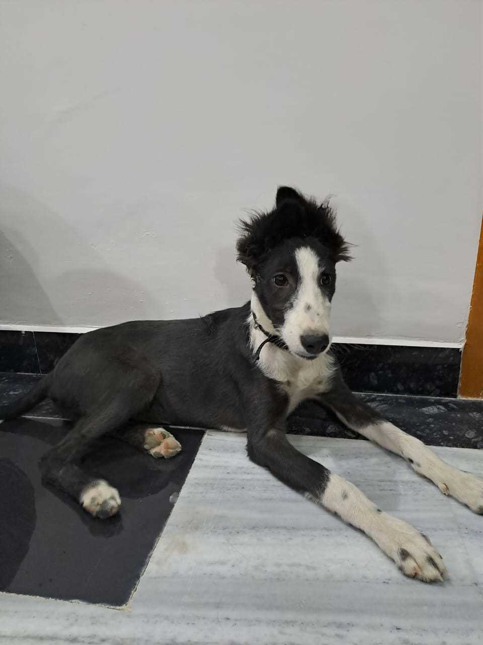 Indian Breed For Adoption In Jaipur