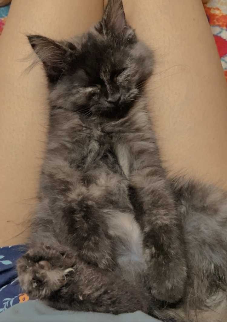 Persian For Sale In Mumbai