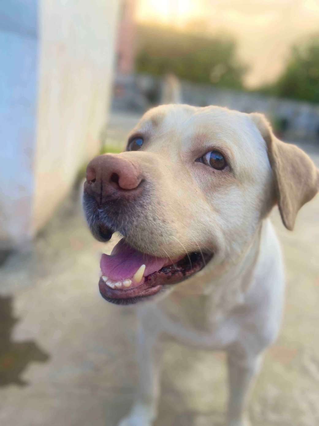Labrador Retriever Dogs For Mating In Indore