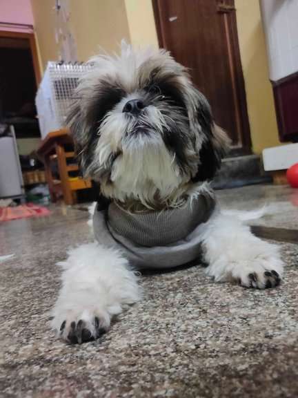 Shih Tzu Dogs For Mating In Bangalore