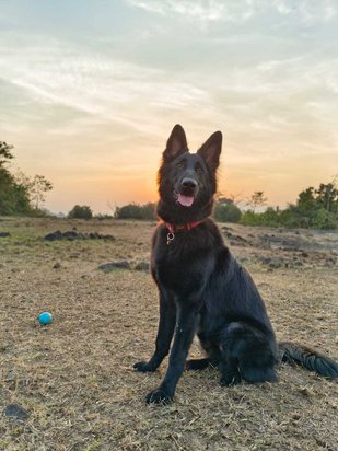 German Shepherd Dogs For Mating In Nasik