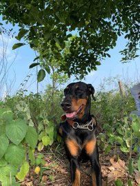 Doberman Dogs For Mating In Visakhapatnam