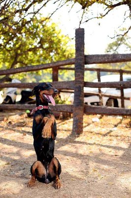 Doberman Dogs For Mating In Visakhapatnam