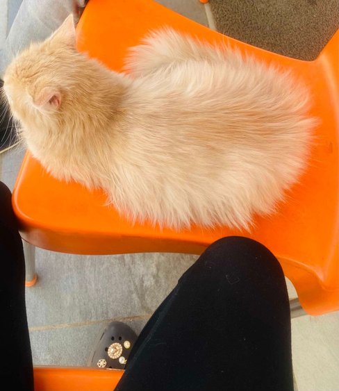 British Longhair For Sale In Nasik