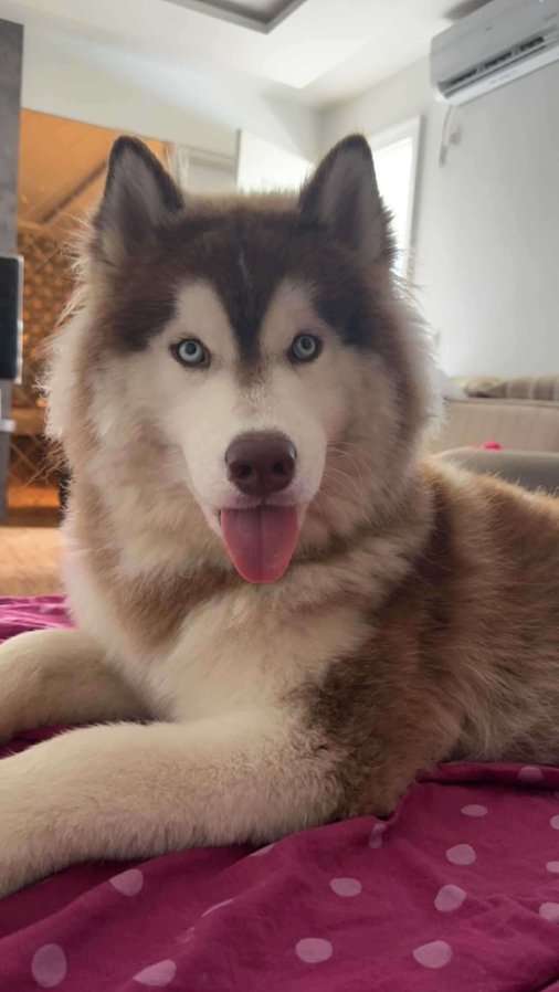 Siberian Husky Dogs For Mating In Bangalore