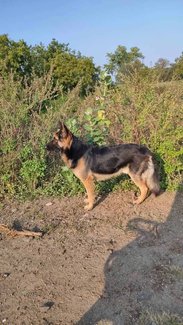 German Shepherd Dogs For Mating In Indore