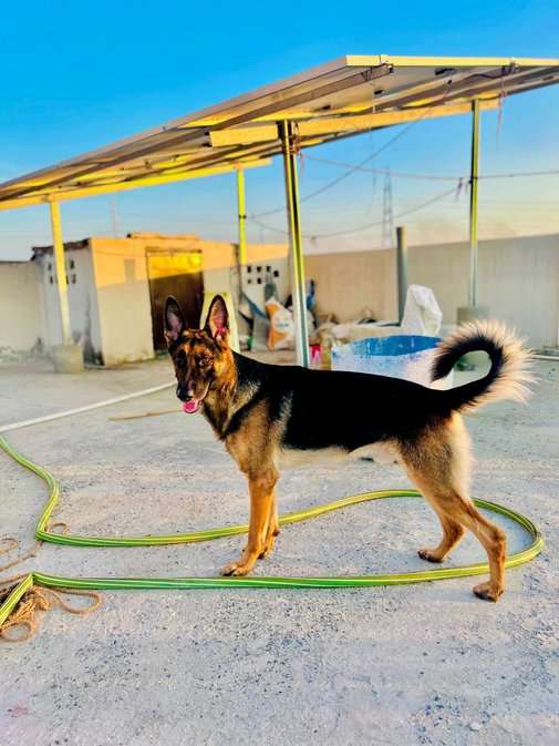 German Shepherd Dogs For Mating In Noida