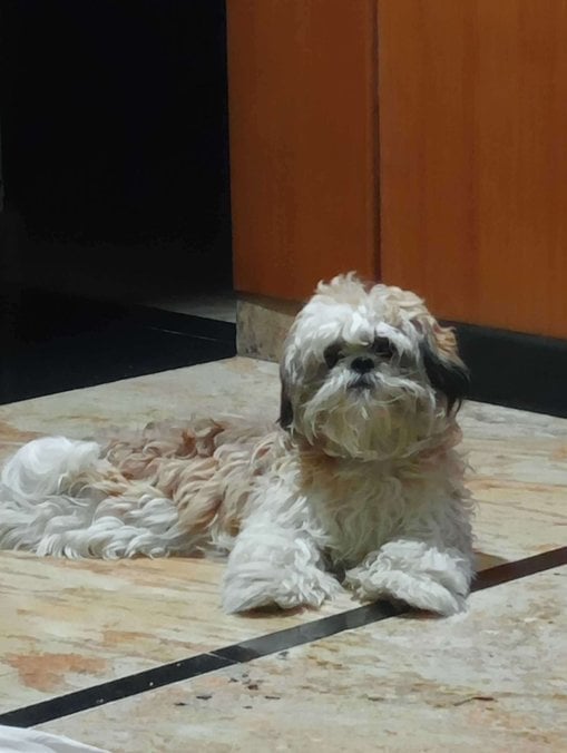Shih Tzu Dogs For Mating In Bangalore