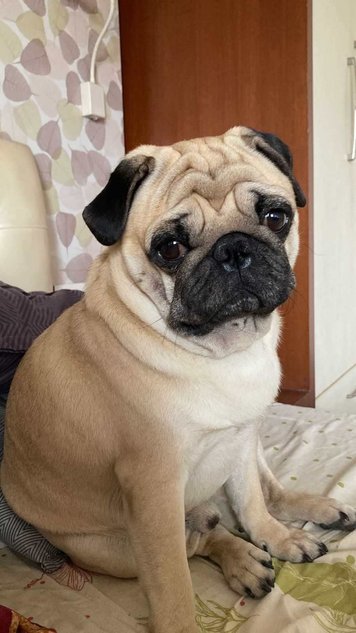 Pug Dogs For Mating In Bangalore