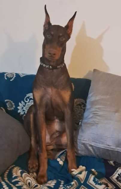 Doberman Pinscher Dogs For Mating In Chennai