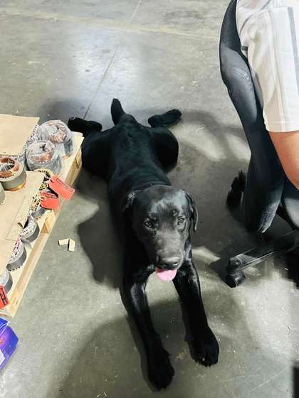 Labrador Retriever Dogs For Mating In Rajkot