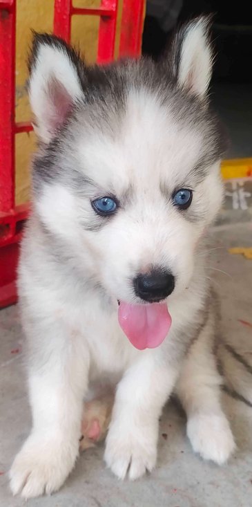 Siberian Husky For Sale In Chennai