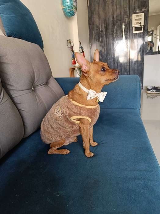 Miniature Pinscher Dogs For Mating In Mumbai