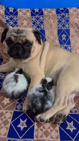 Pug Dogs For Mating In Delhi