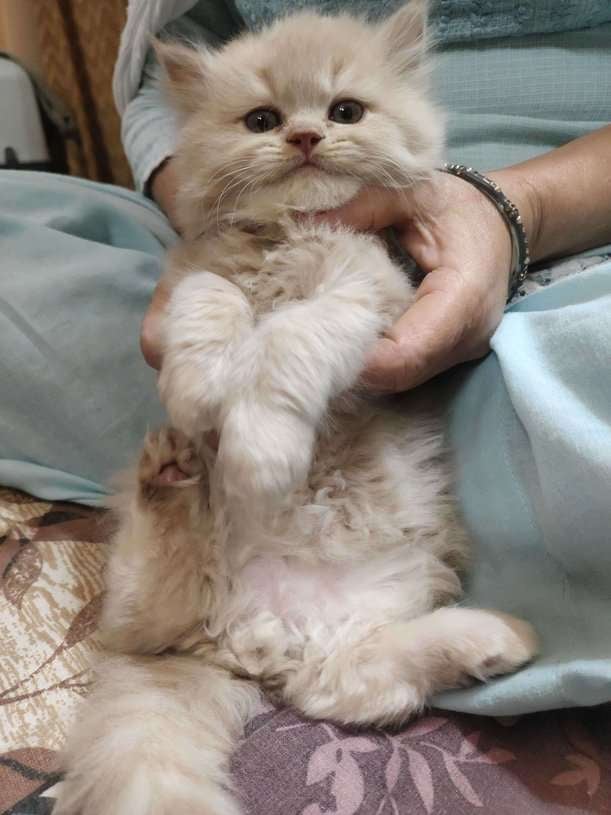 Persian For Sale In Fatehpur