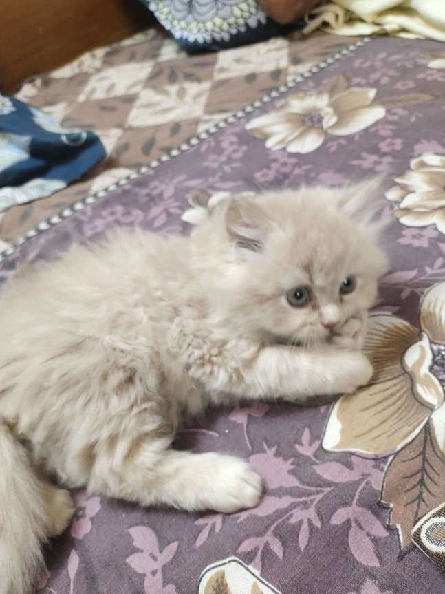 Persian For Sale In Fatehpur