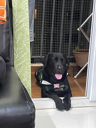 Labrador Retriever Dogs For Mating In Bangalore