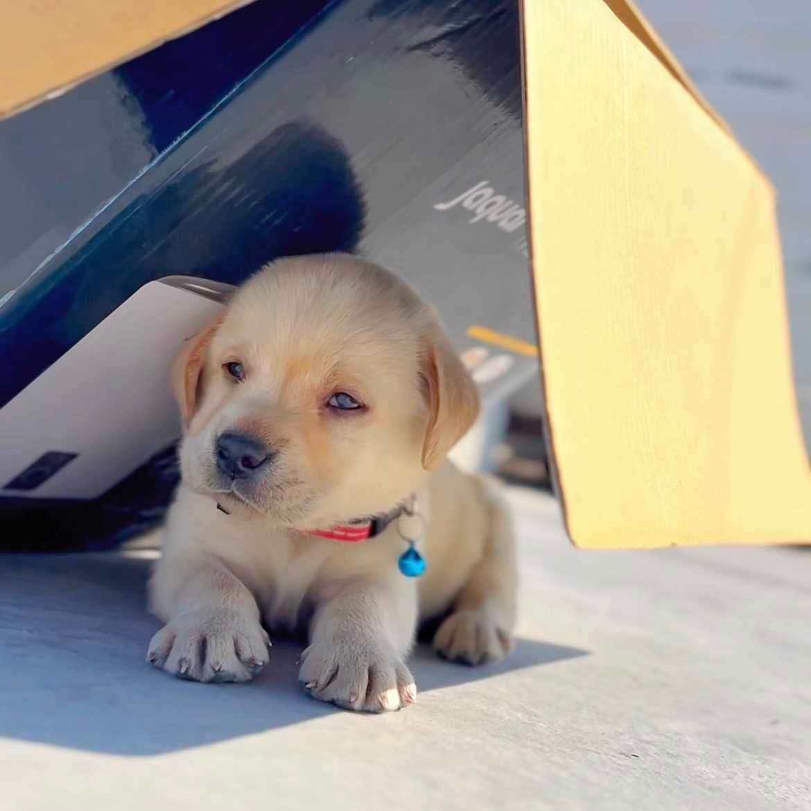 Labrador Retriever For Sale In Dehradun