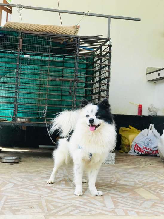 Pomeranian Dogs For Mating In Calicut