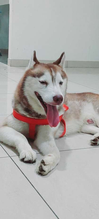 Siberian Husky Dogs For Mating In Bhubaneswar