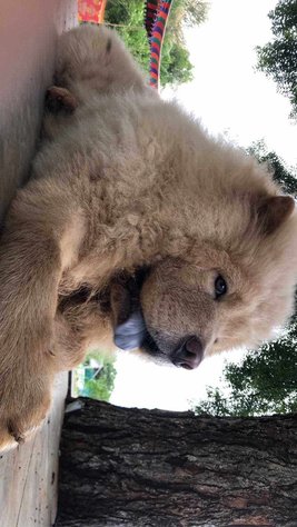Chow Chow Dogs For Mating In Hyderabad